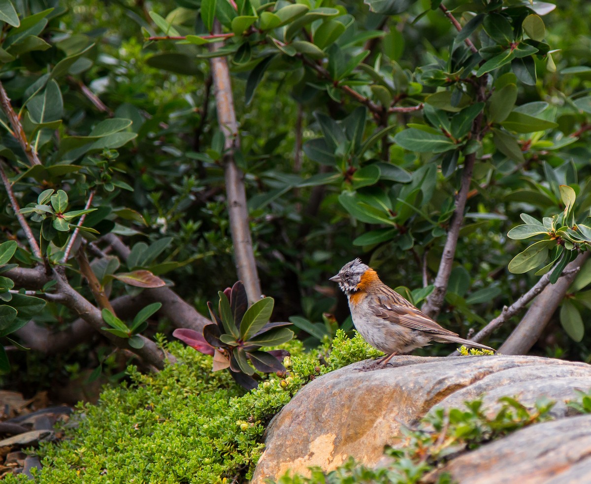 Rufous-collared Sparrow - Naveen Himthani