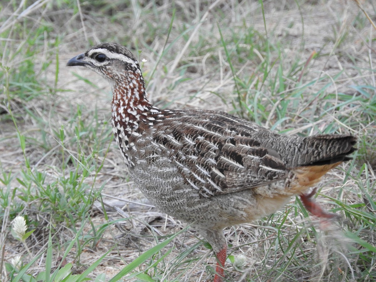 Crested Francolin (Crested) - Anonymous