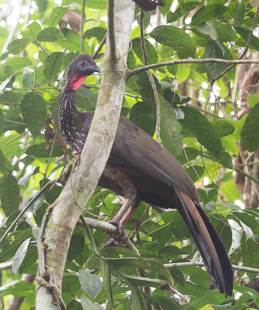 Crested Guan - ML78109321
