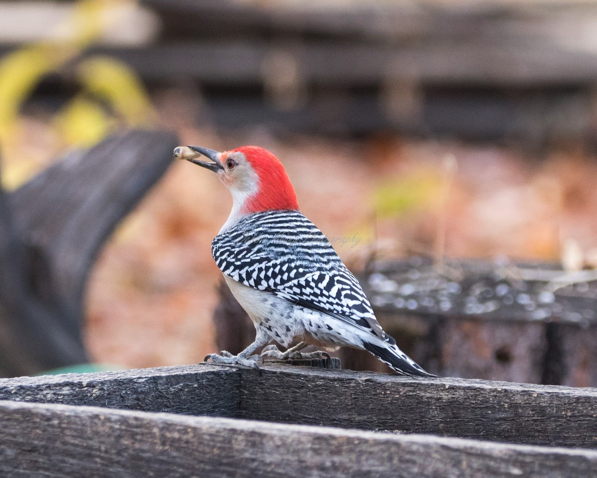 Red-bellied Woodpecker - Debbie Young