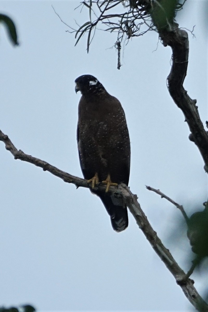 Crested Serpent-Eagle - ML78113261