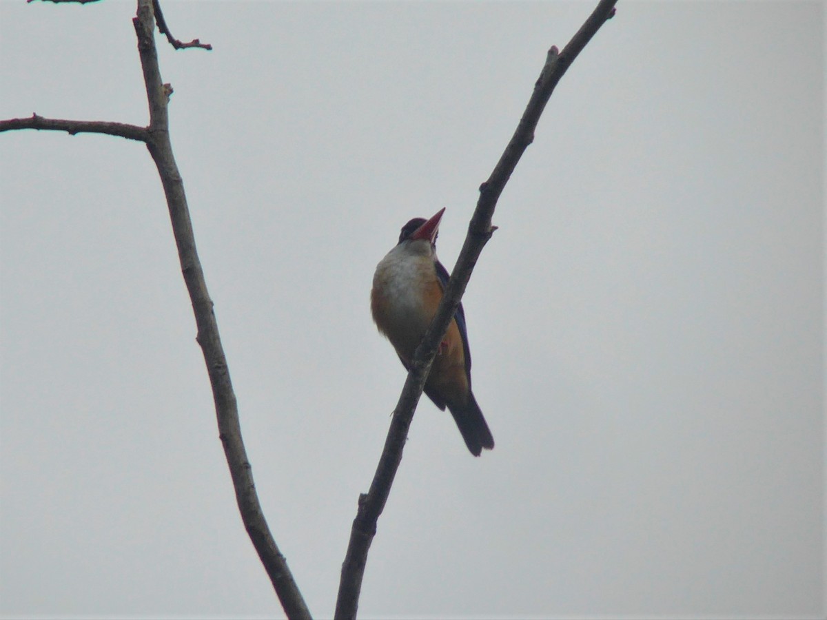 Black-capped Kingfisher - Martin Brookes