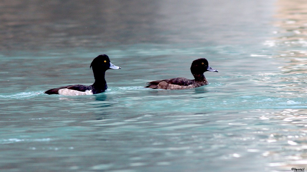 Tufted Duck - ML78113591
