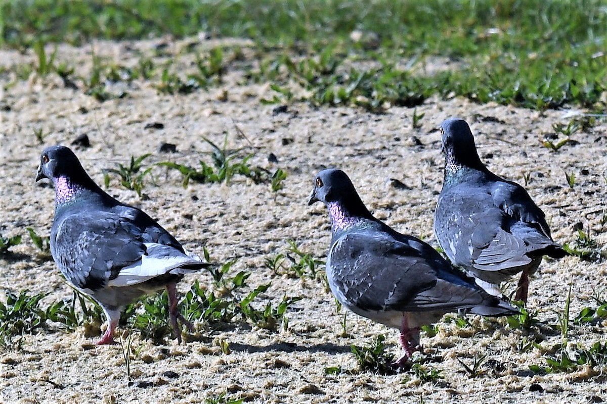 Rock Pigeon (Feral Pigeon) - Chris Munson