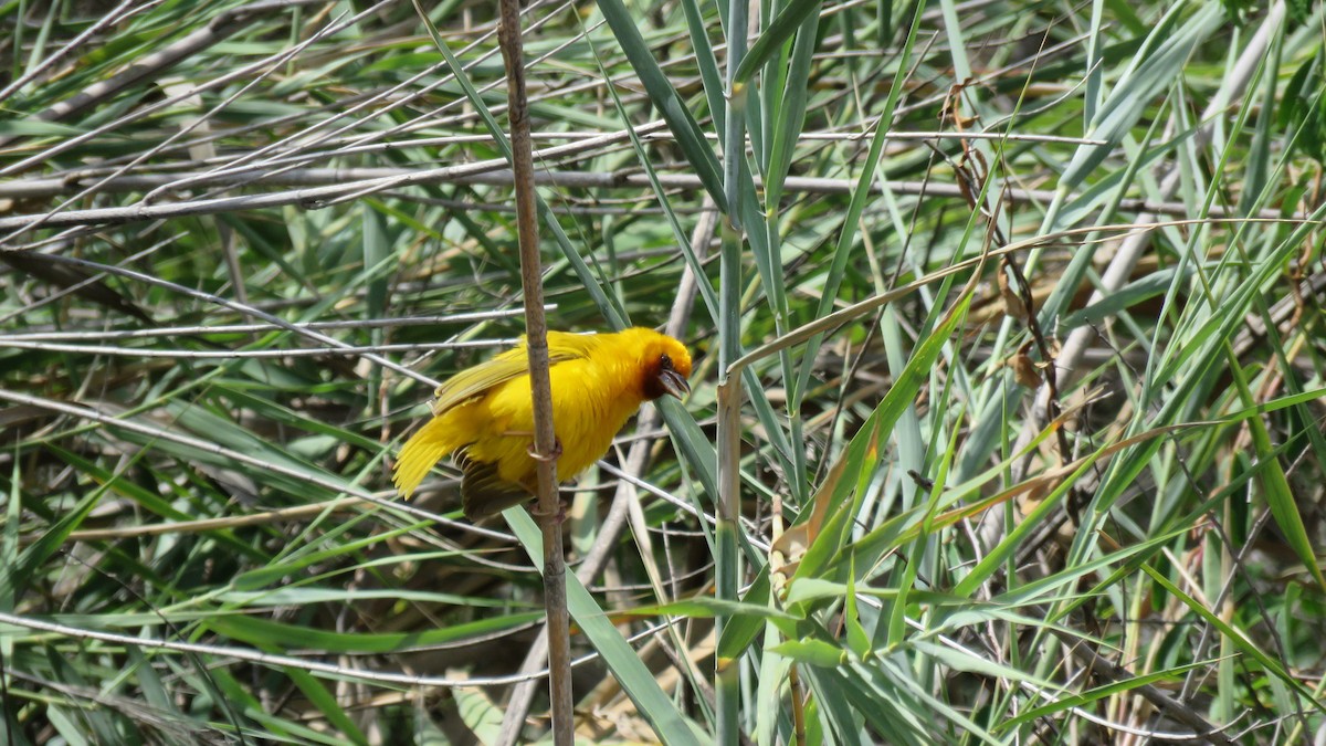 Southern Brown-throated Weaver - ML78116181