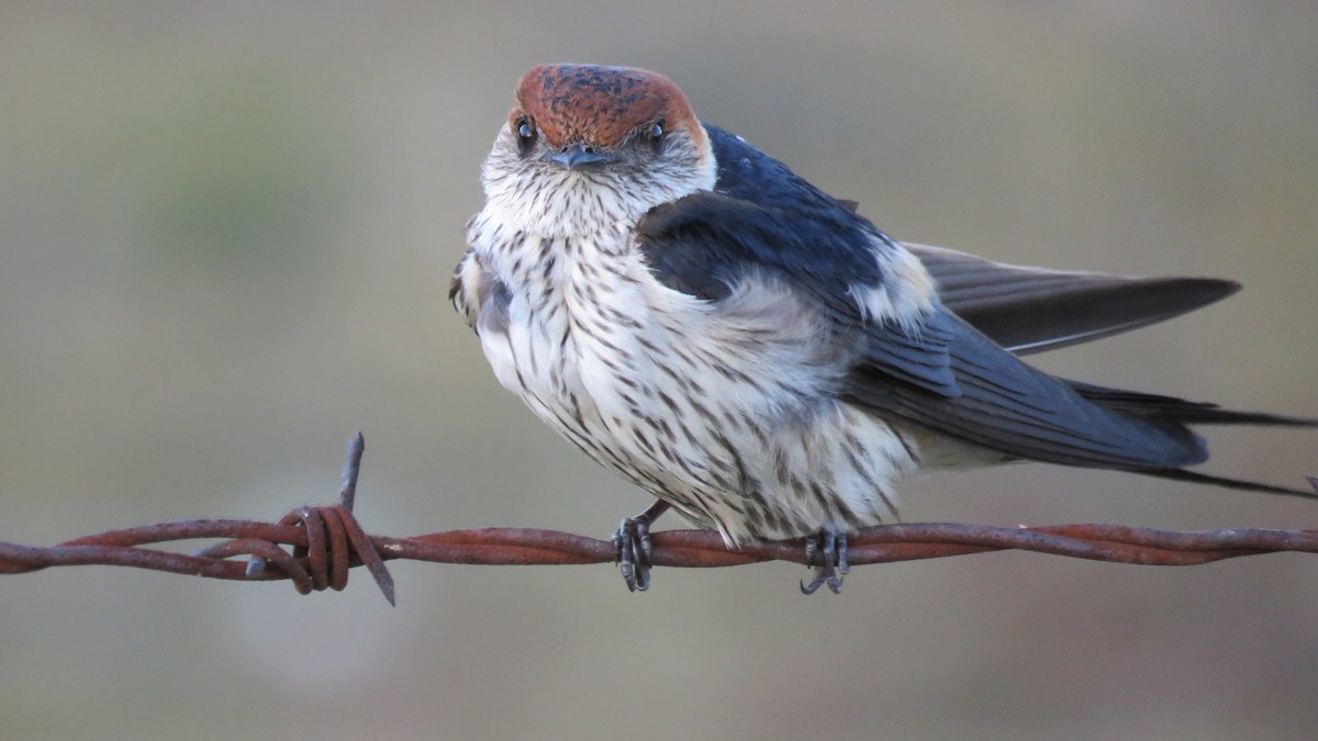 Greater Striped Swallow - ML78116381