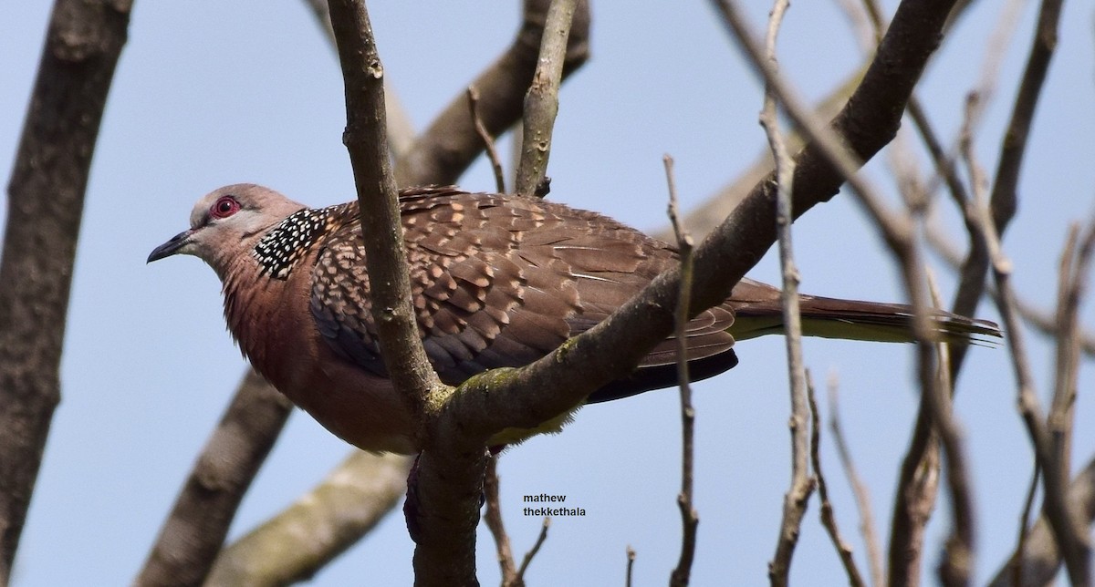 Spotted Dove - ML78117611