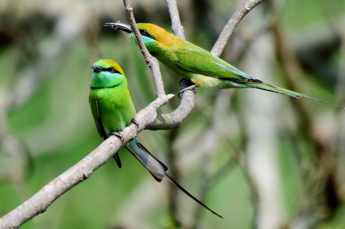 Asian Green Bee-eater - ML78117621