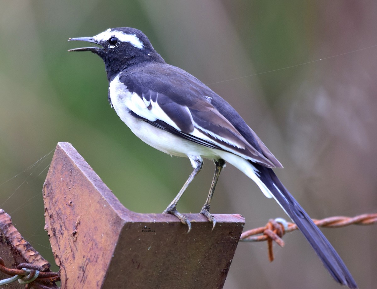 White-browed Wagtail - ML78117691