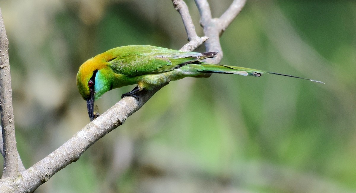 Asian Green Bee-eater - ML78117761