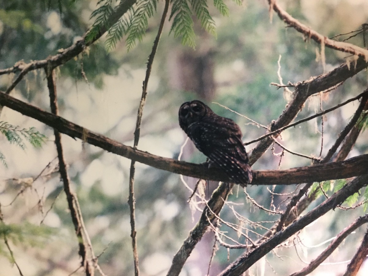 Spotted Owl (Northern) - Bill Shelmerdine