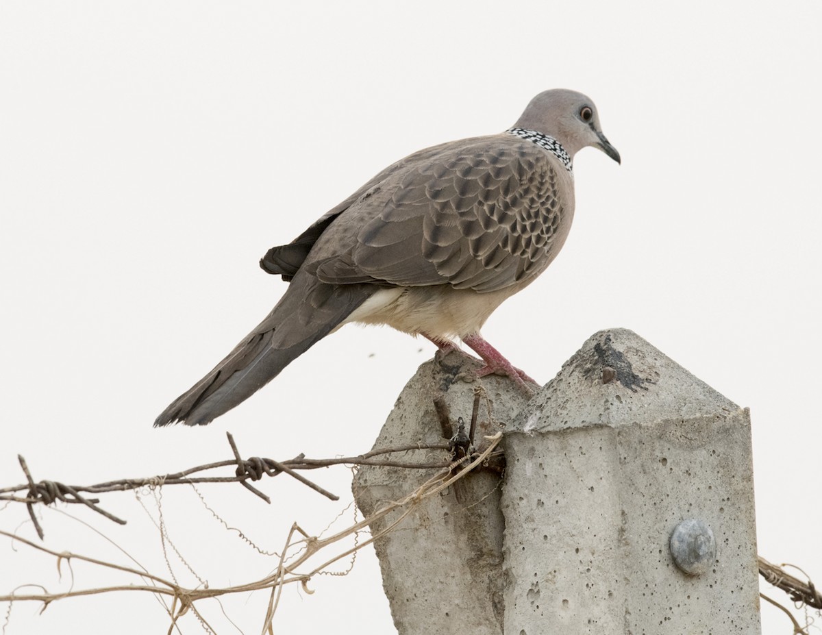 Spotted Dove - Ken Langelier