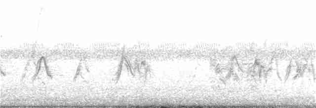 Белохвостая агуйя - ML78120991