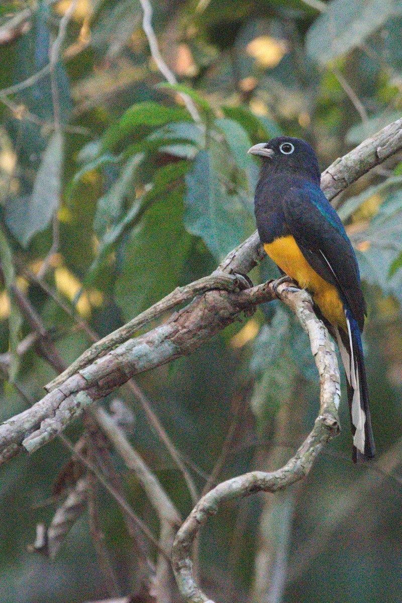Green-backed Trogon - Oliver  Metcalf