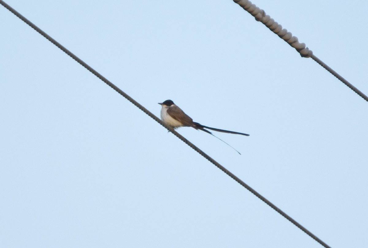 Fork-tailed Flycatcher - Nathan Langwald