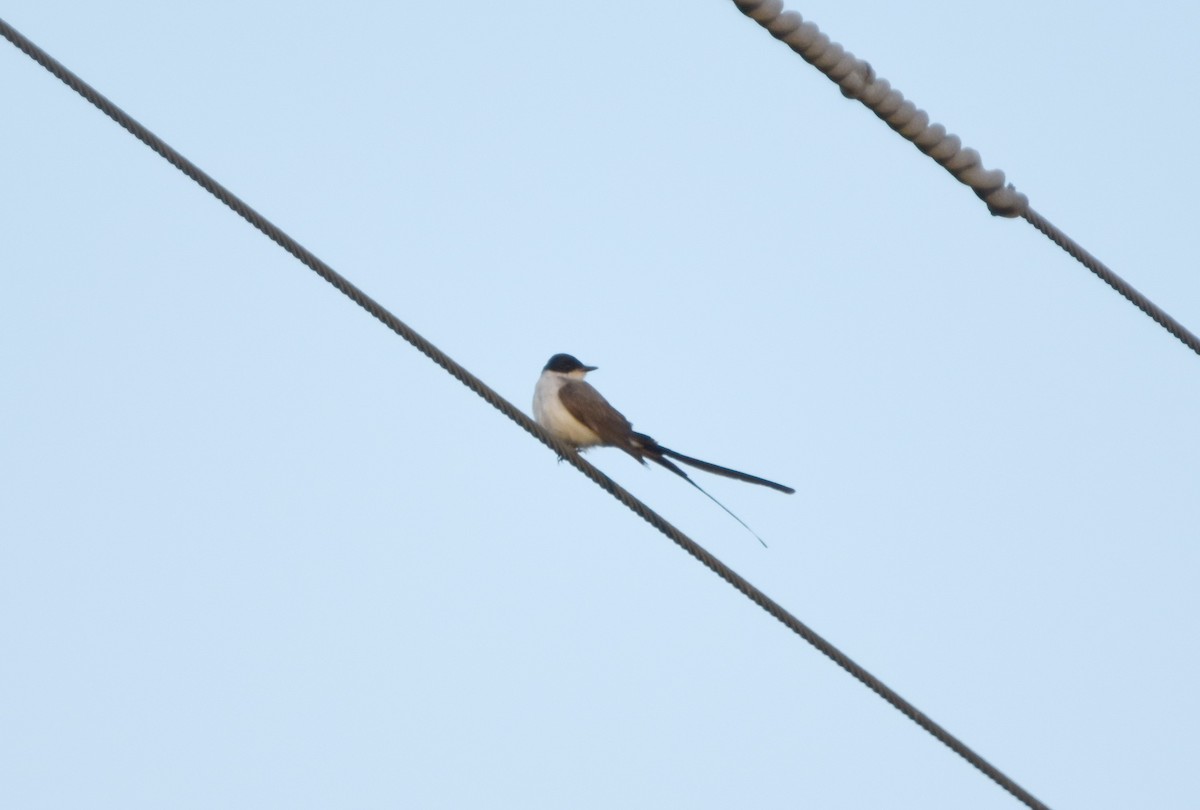 Fork-tailed Flycatcher - Nathan Langwald