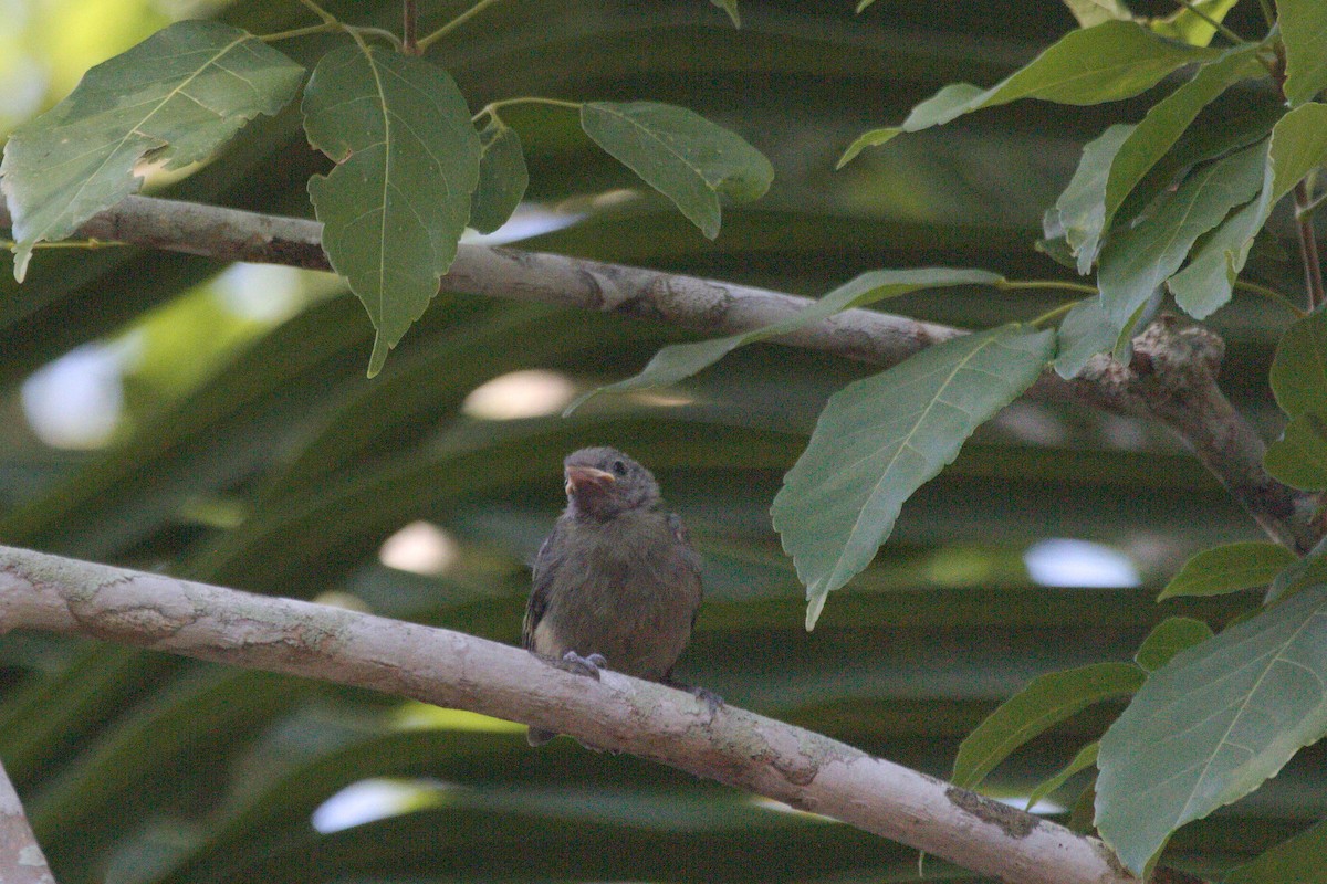 Palm Tanager - ML78125061