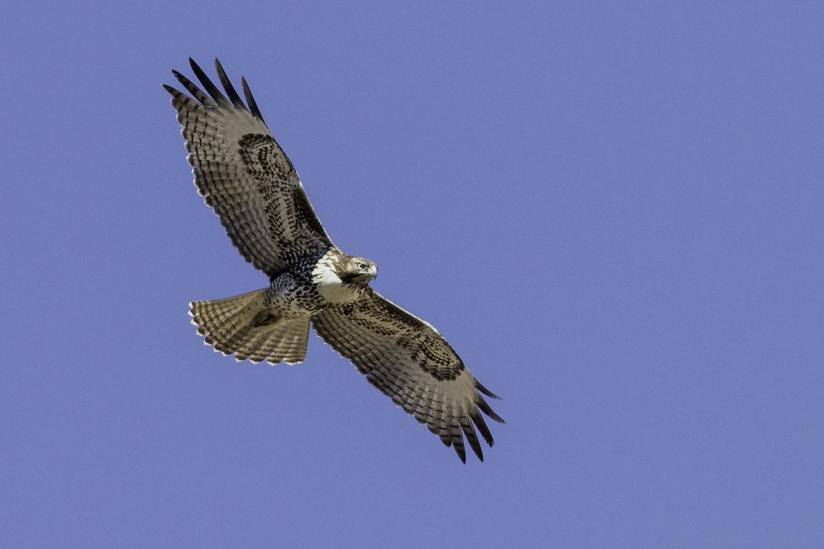 Red-tailed Hawk - Earl Johnson