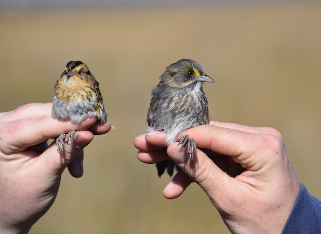 Seaside Sparrow (right) and Nelson's Sparrow (left). - Seaside Sparrow - 