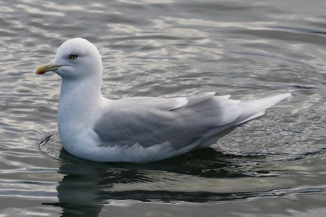 Iceland Gull (glaucoides) Definitive Basic (nonbreeding) Iceland Gull (subspecies<em class="SciName"> glaucoides</em>).