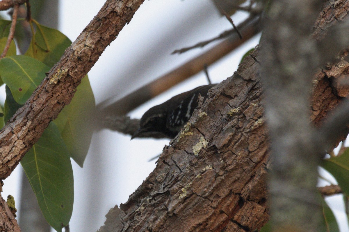 Southern White-fringed Antwren - Oliver  Metcalf