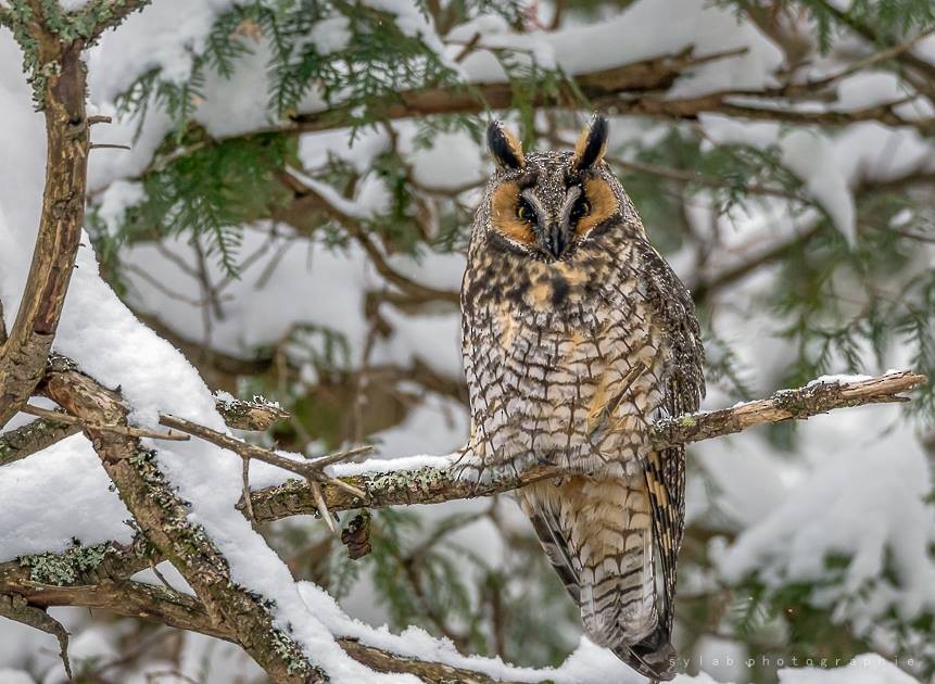 Long-eared Owl - Groupe des ornithologues Beauce Etchemin