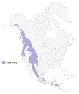 Figure 1. Distribution of the Steller's Jay. - Range Map