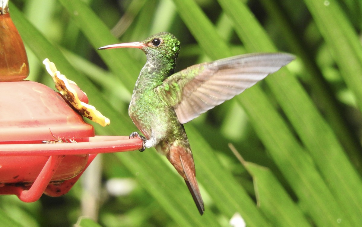 Rufous-tailed Hummingbird - Noam Markus