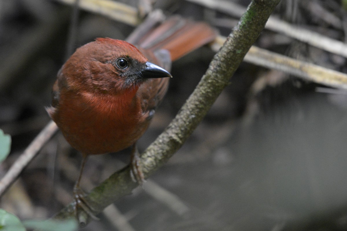 Red-throated Ant-Tanager - ML78132191