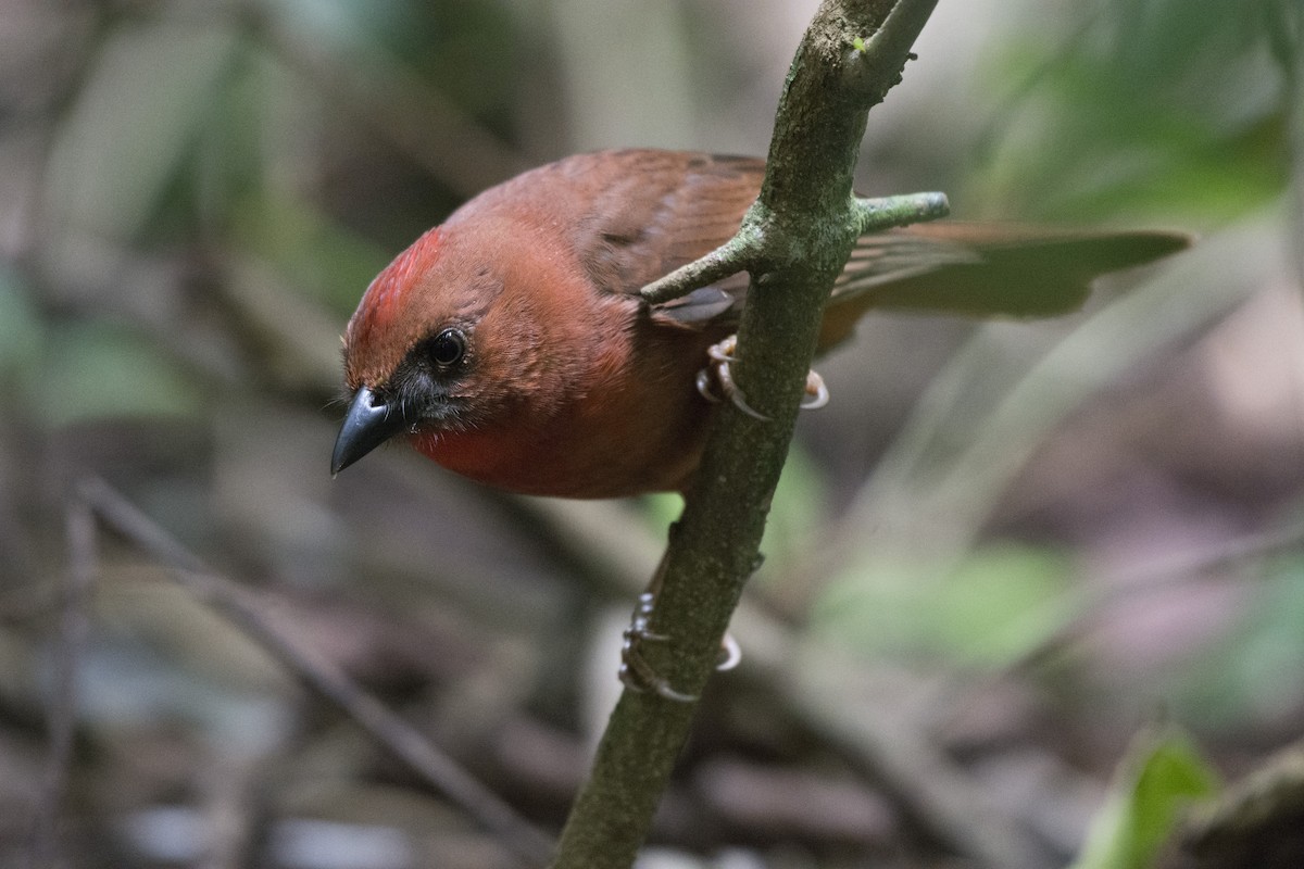Red-throated Ant-Tanager - ML78132451
