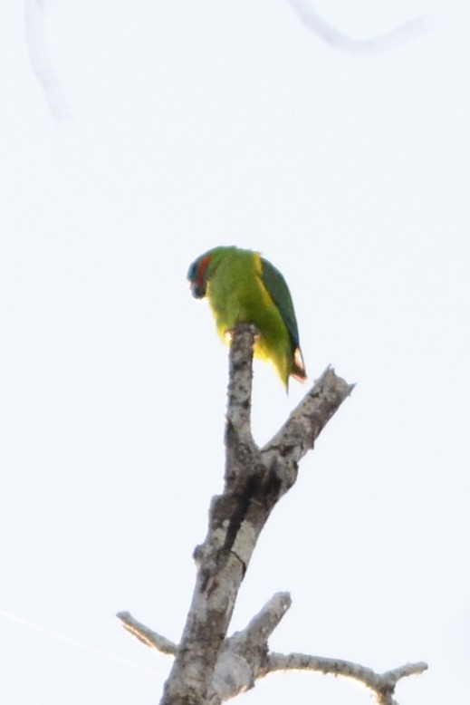 Double-eyed Fig-Parrot - Cathy Pasterczyk