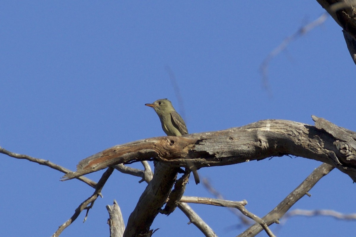 Greater Pewee - ML78133871
