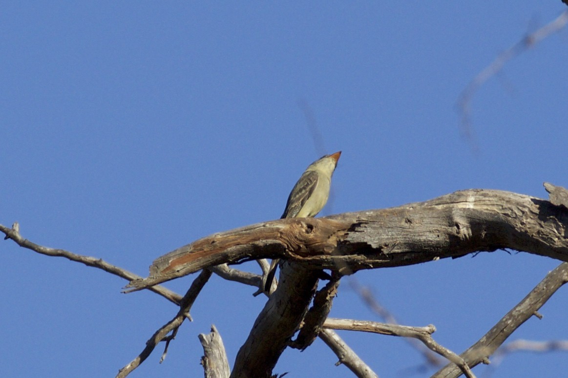 Greater Pewee - ML78133881
