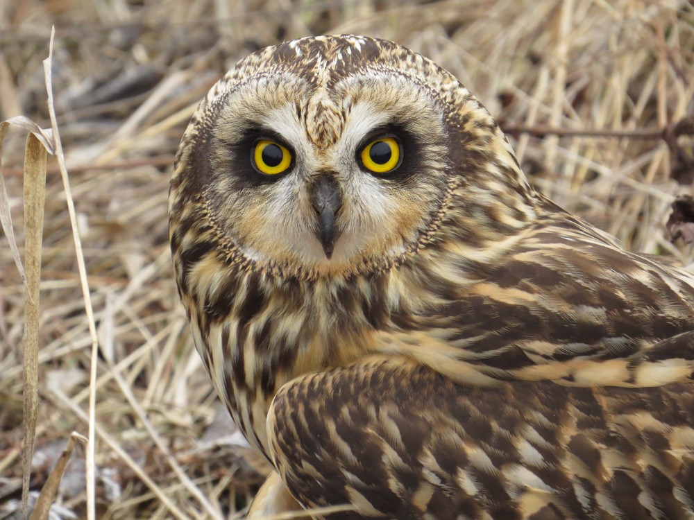 Short-eared Owl - Craig Sandvig