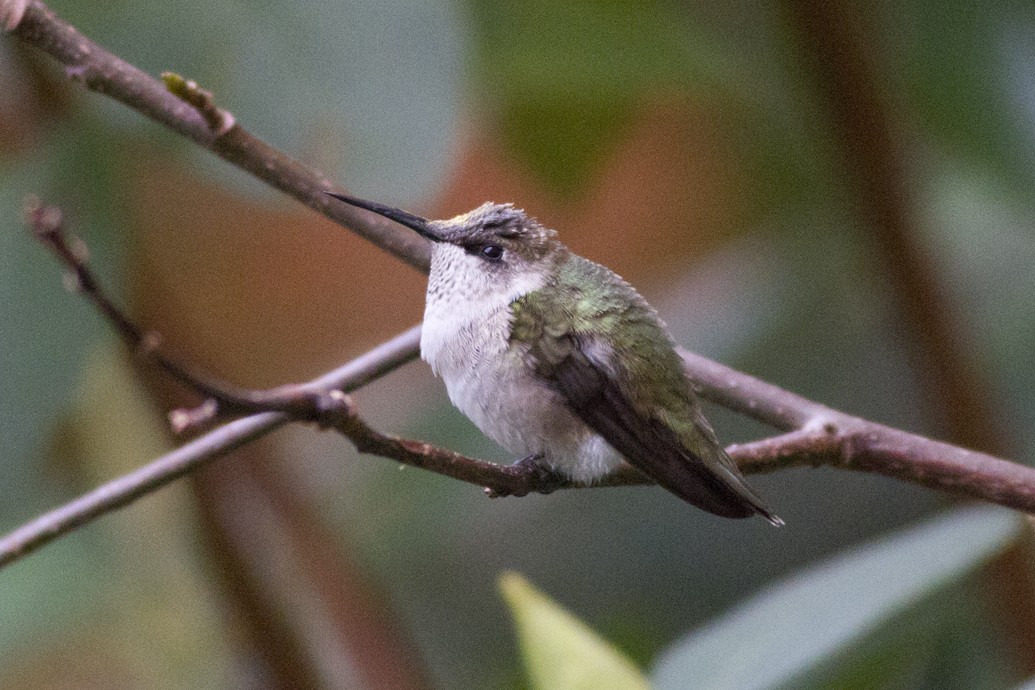Ruby-throated Hummingbird - Samuel Paul Galick