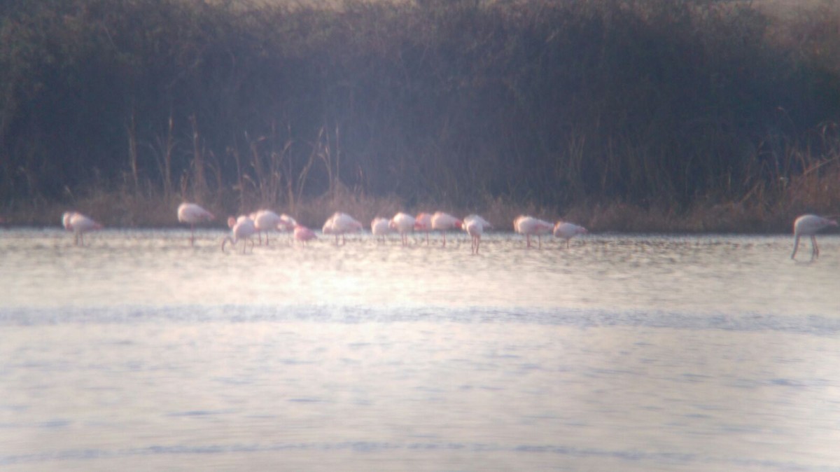 Lesser Flamingo - Rocío de Andrés