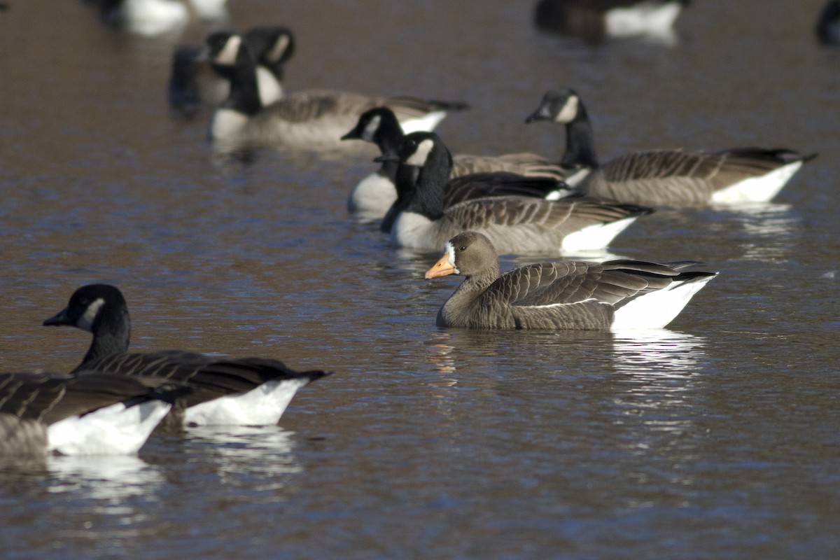 Greater White-fronted Goose - Samuel Paul Galick