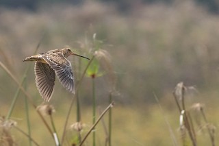  - Madagascar Snipe