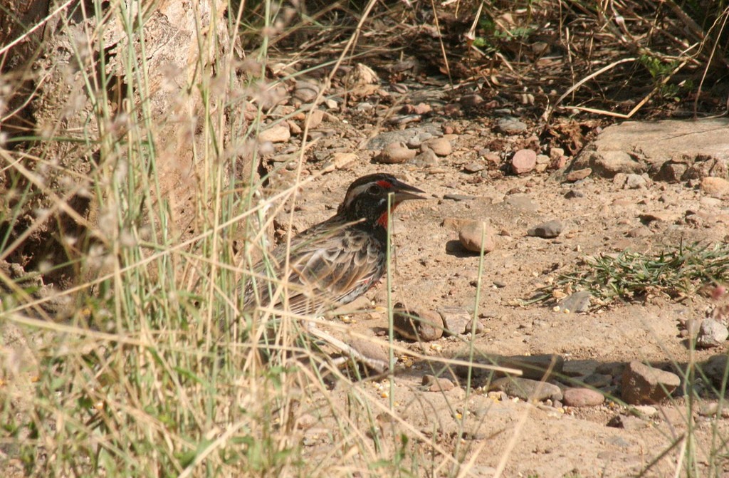 Peruvian Meadowlark - ML78144271