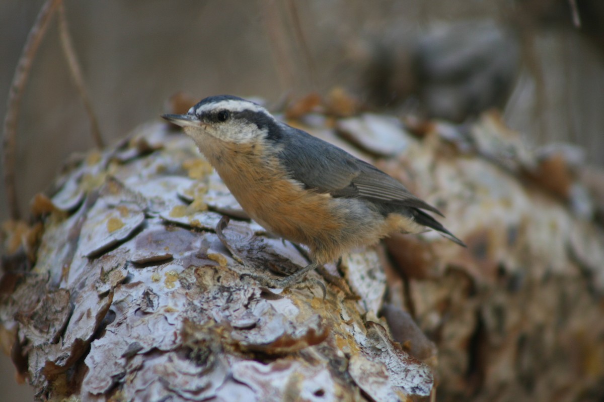 Red-breasted Nuthatch - ML78144731