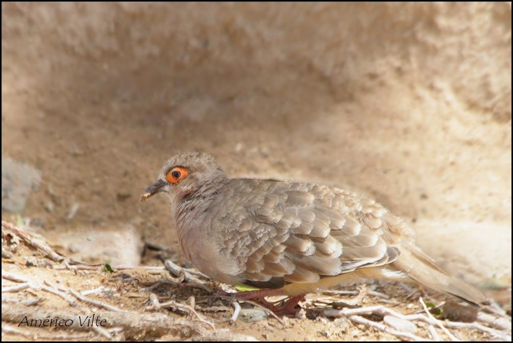 Bare-faced Ground Dove - Americo Vilte