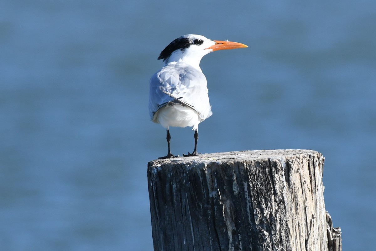 Royal Tern - Dawn Abbott