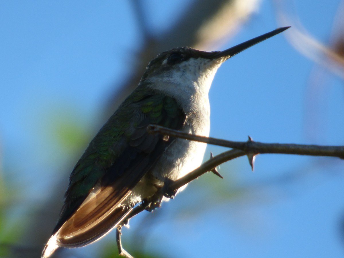 Ruby-throated Hummingbird - ML78146771