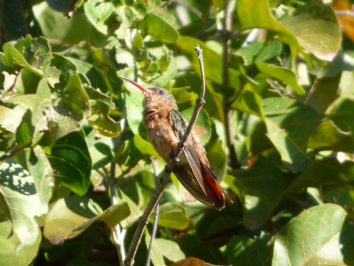 Cinnamon Hummingbird - ML78146861