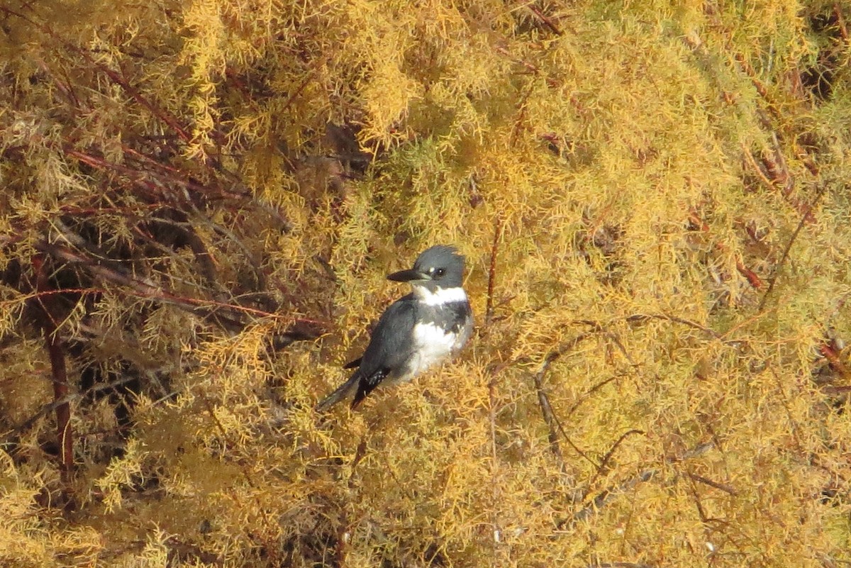 Belted Kingfisher - ML78147091