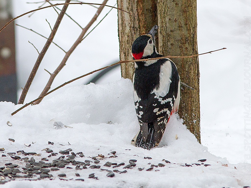 Great Spotted Woodpecker - Aleksandr K.