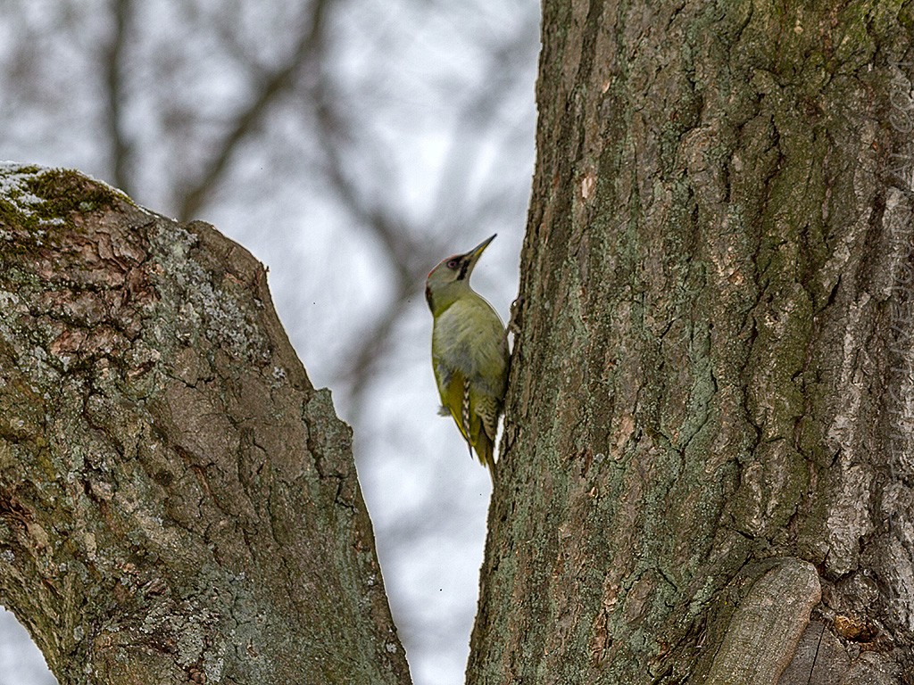Eurasian Green Woodpecker - Aleksandr K.