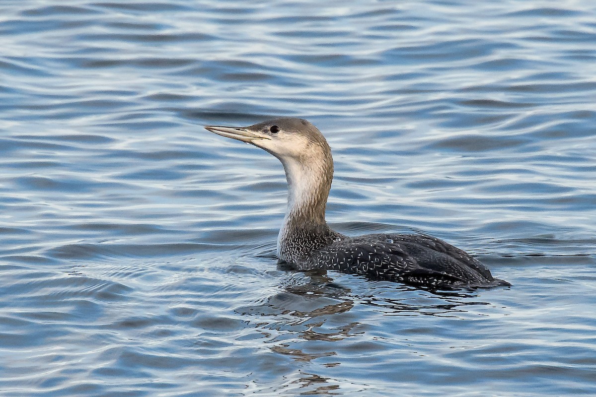 Red-throated Loon - Richard Stern