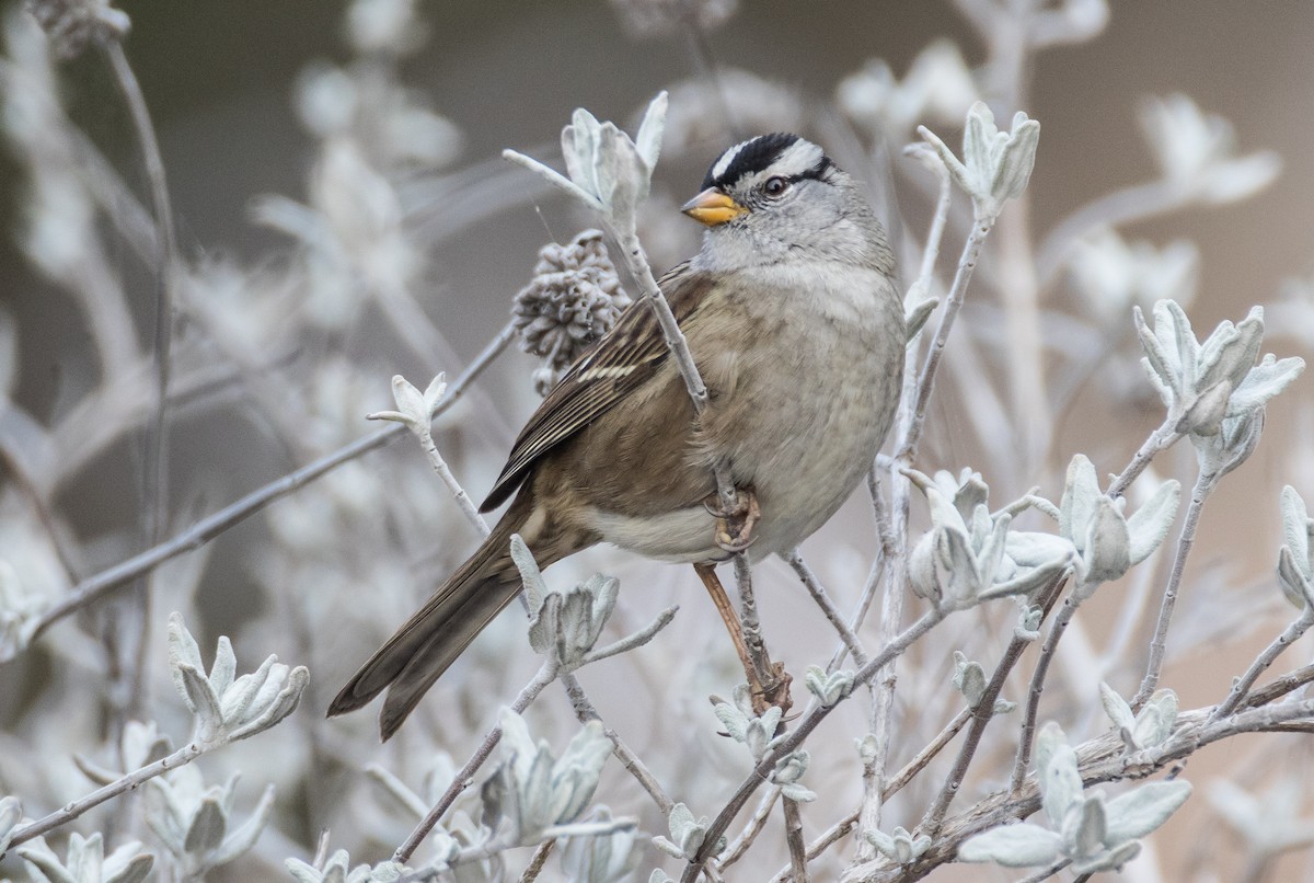 White-crowned Sparrow (Yellow-billed) - ML78151031
