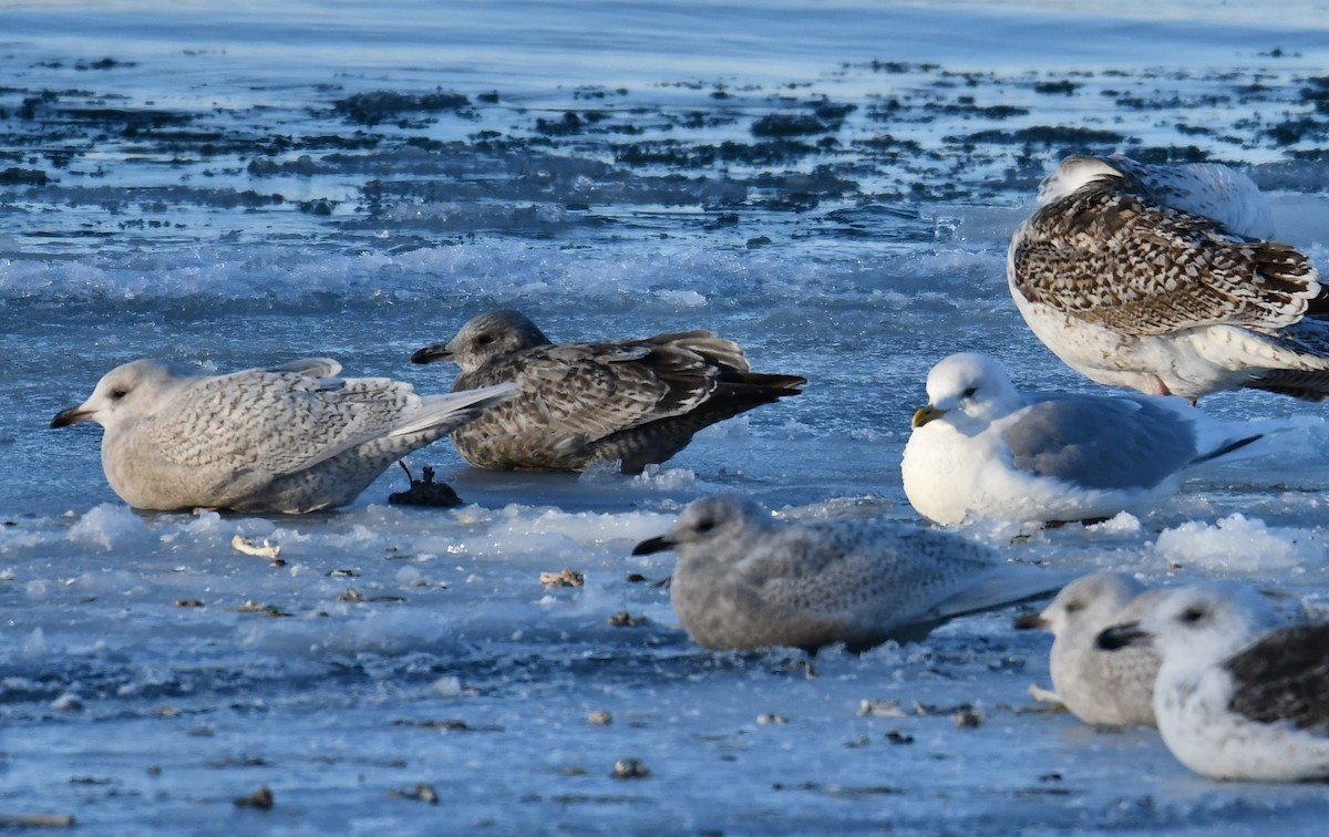 Iceland Gull (kumlieni) - André Lanouette